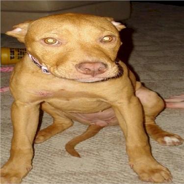 Youngs Sophie Pit Bull.jpg